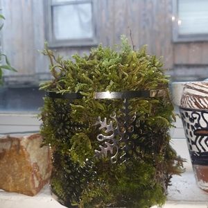 Beautiful fresh moss